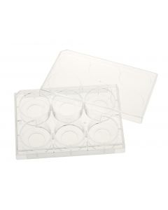 6 Well Tissue Culture Plate with Lid, 20mm Glass Bottom, Individual, Sterile